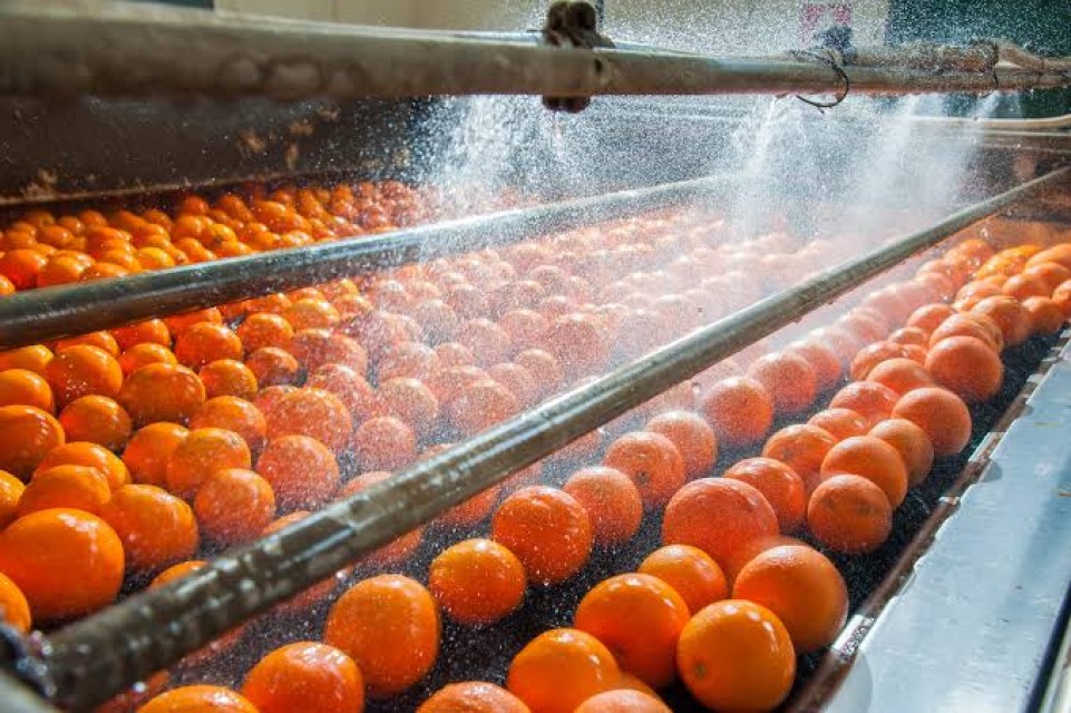 Pakistani Orange - Fresh and Zesty Citrus Delight
