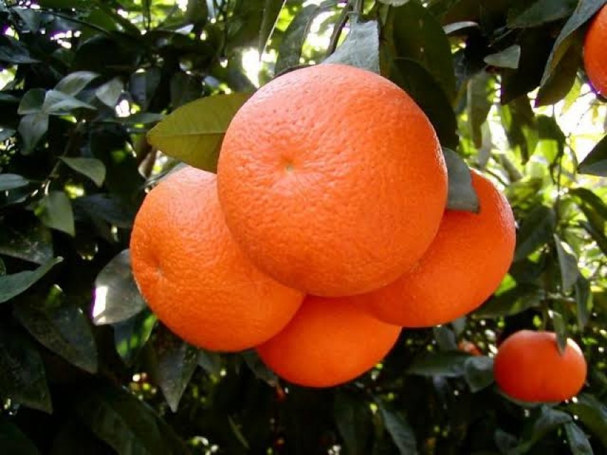 Pakistani Orange - Fresh and Zesty Citrus Delight