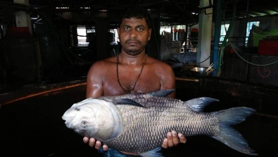 Premium River Water Fish: Wholesale Supply in Bangladesh