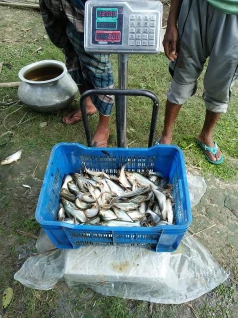 Premium River Water Fish: Wholesale Supply in Bangladesh