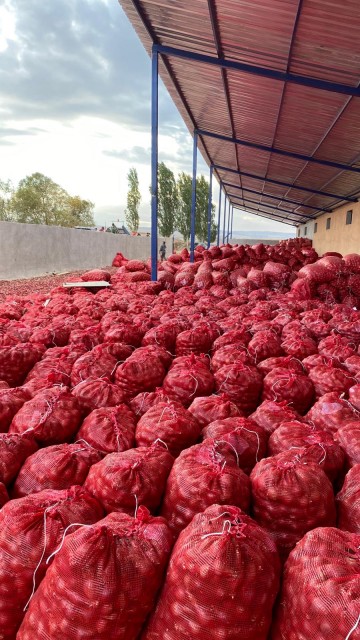 Premium Indian Red Onions - Wholesale Prices for Buyers