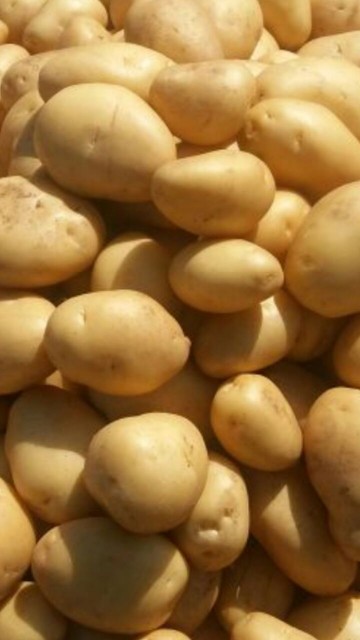 Fresh Potota - Quality Potatoes from India