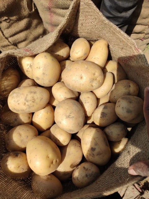 Fresh Potota - Quality Potatoes from India