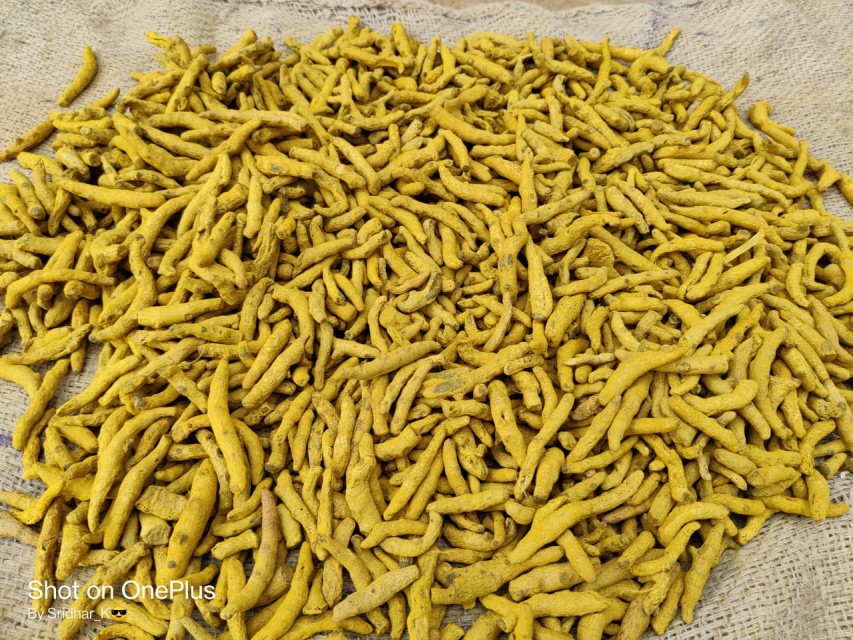 Premium Double Polish Turmeric Directly from India - Wholesale Supplier