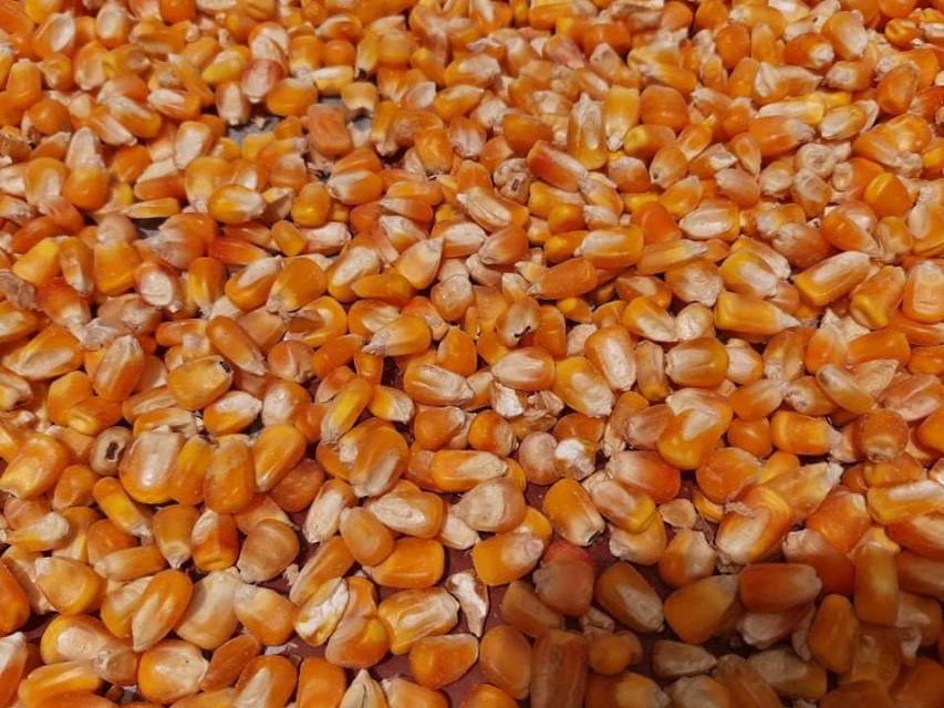Yellow Maize (Corn) - LC Brazil - Top Importer & Trader's Pick