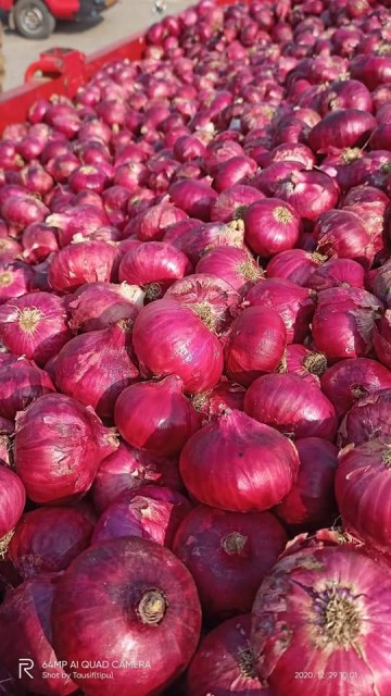 Premium Indian Red Onions – Wholesale B2B Supplier for International Trade