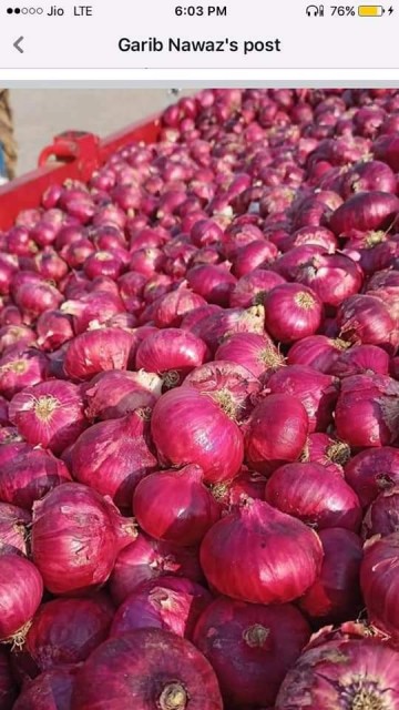 Premium Indian Red Onions – Wholesale B2B Supplier for International Trade