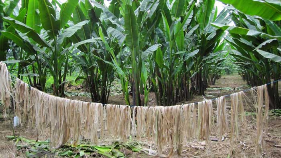 High-Quality Banana Fiber: Exporter's Choice for Textiles & More