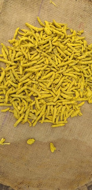 Indian Finger Turmeric - Wholesale Exporter Prices