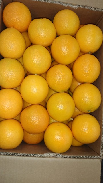 Egyptian Citrus Orange Limon - Wholesale Exporter Rates