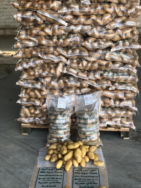 Egyptian Potatoes - Premium Quality Wholesale Supplier