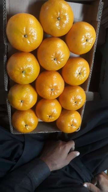 Pakistani Orange - Wholesale Citrus Fruit Exporter