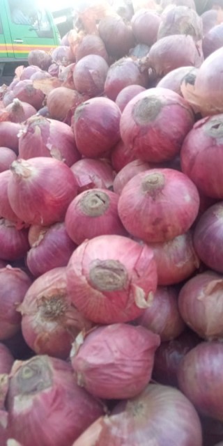Onion Red Color