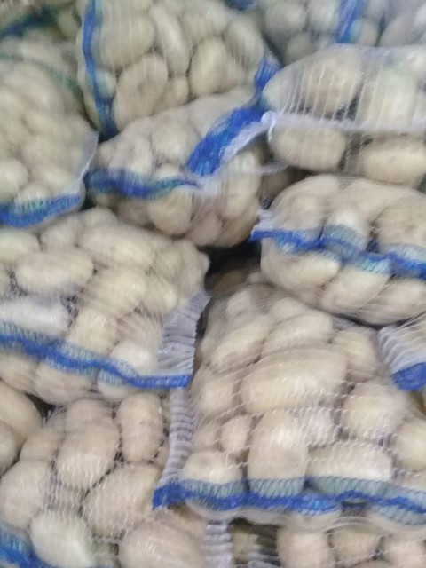 Premium White Potatoes from Pakistan - ATC Exporter