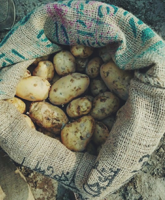 Diamond Long Shape Potato - Premium Quality Wholesale Exporter