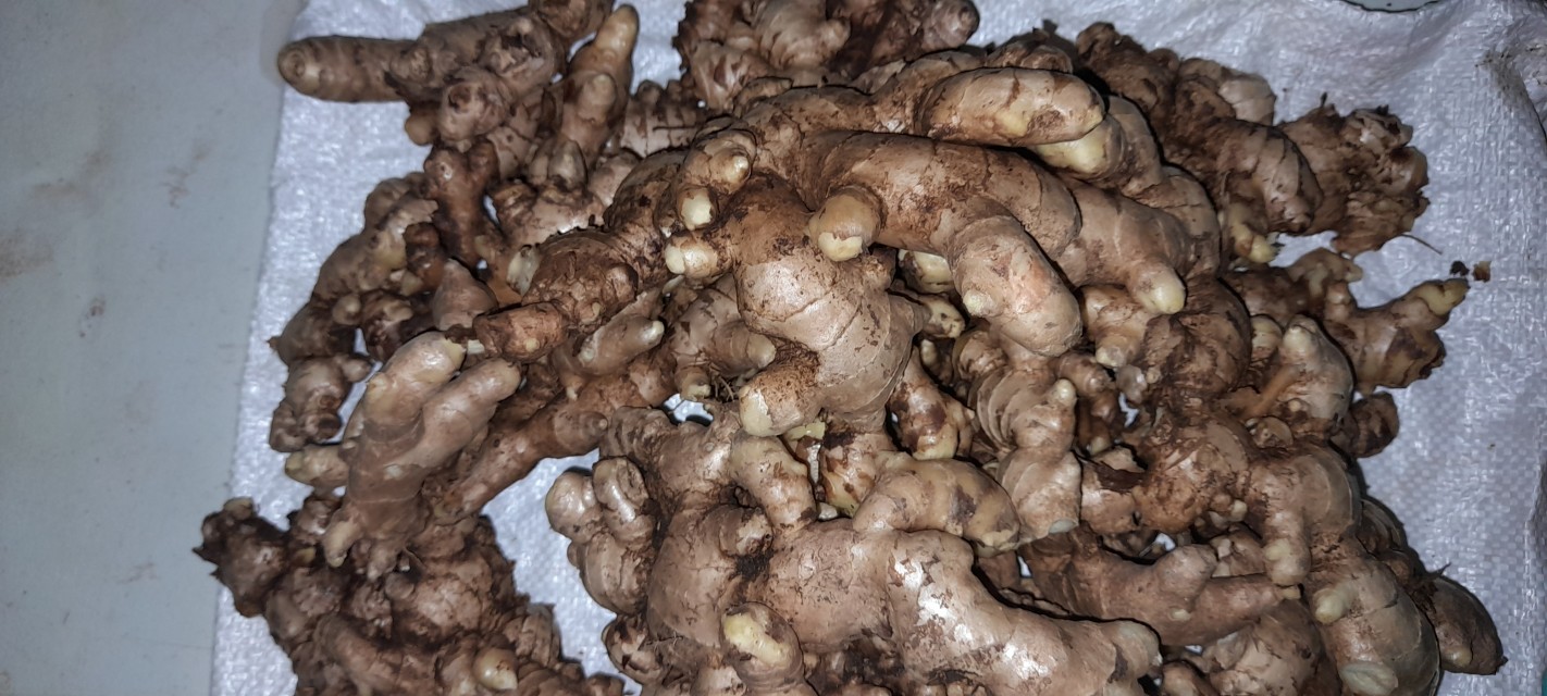 Saint Lucia's Finest Fresh Ginger Root - Wholesale Supplier