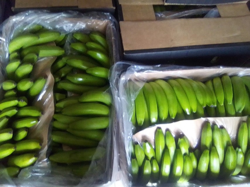 Fresh Green Banana - Supply from Saint Lucia