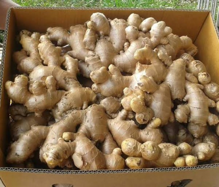 Fresh Ginger From India