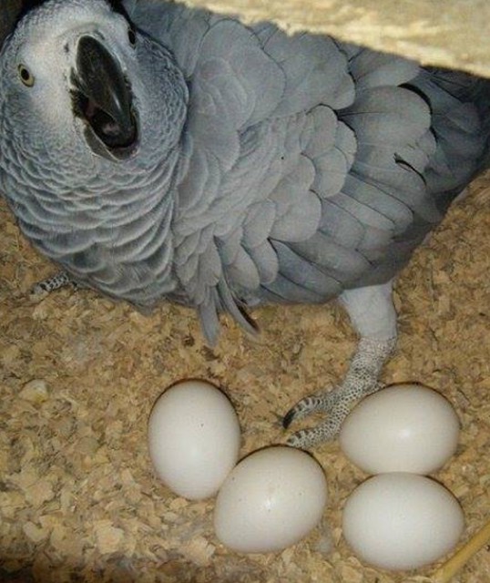 Fresh Parrot Fertile Eggs and Parrots