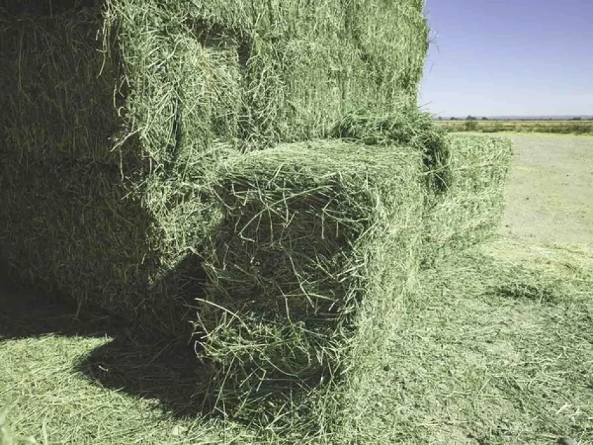 Top quality alfalfa hay in bales
