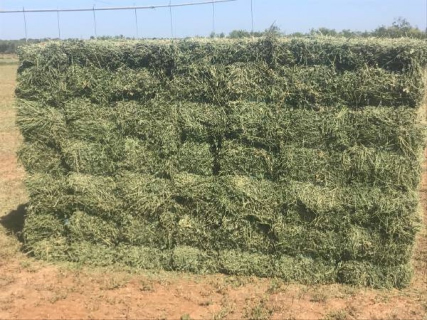 Top quality alfalfa hay in bales
