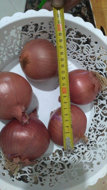 Fresh Red Onion - Wholesale Supply