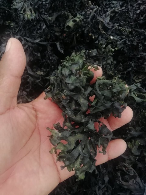 Peruvian Sea Moss: Unleash the Power of Chondrus Crispus Irish Moss