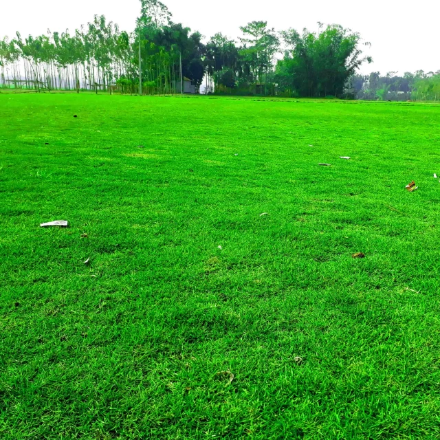 Korean Lawn Grass - Lush, Low-Maintenance Sod for Vibrant Lawns