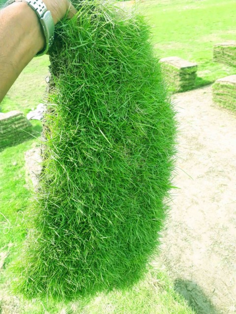 Mexican Lawn Grass - Shade Loving Grass Variety for Beautiful Lawns