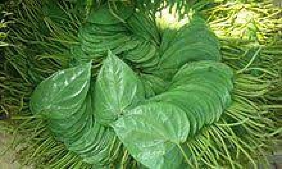 A Product Betel Leaves