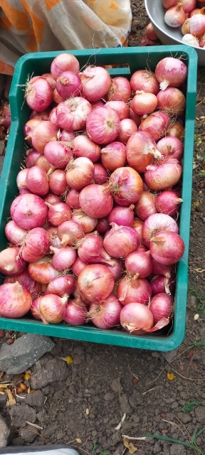 Red / Garwa Onion