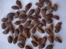 Premium Nepalese Big Cardamom - High-Quality Spice for Culinary Delights