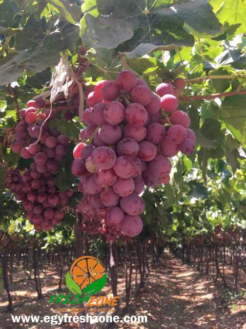 Premium Egyptian Grapes - Exquisite Flavors from Fresh Zone