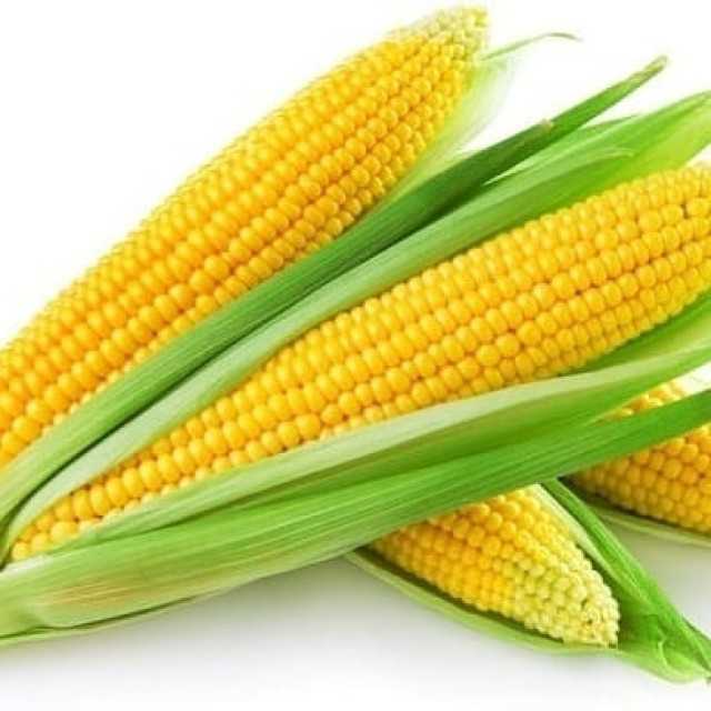 Premium Yellow Corn for Sale: High Quality