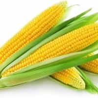 High Quality Yellow Corn