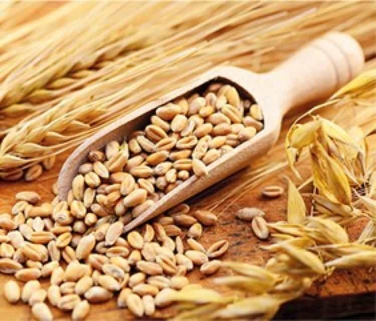 Premium Durum Wheat: Semi Hard Wheat Supplier