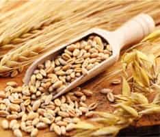 Durum Wheat , Semi Hard Wheat