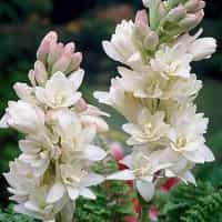 Tuberose Flower Bulbs or Corms
