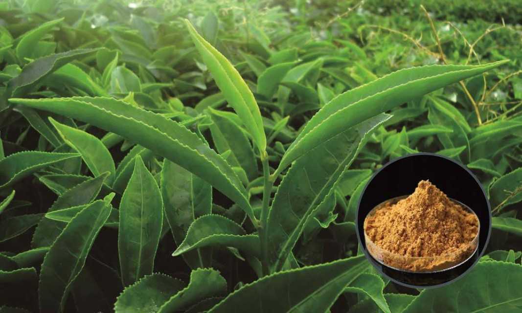 Green Tea Extract 20% Tea Polyphenols for Optimal Health