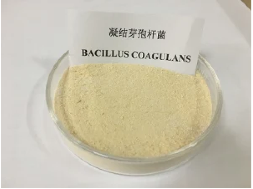Food Additive High Content Bacillus Coagulans Probiotic