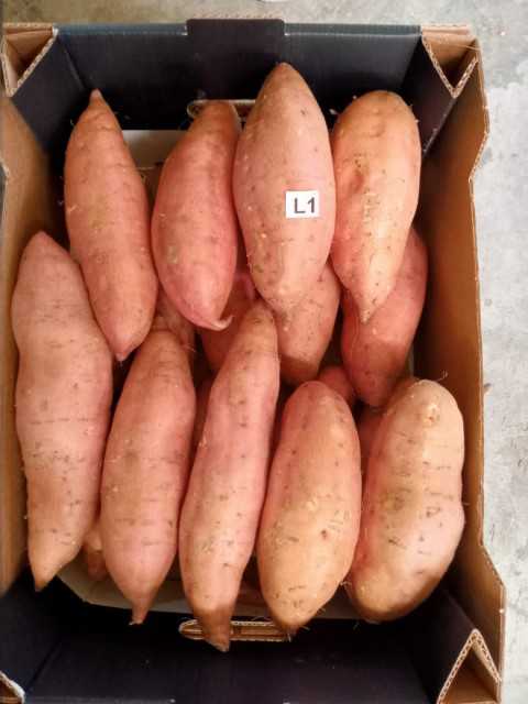 Premium Fresh Sweet Potatoes: Wholesale Supply from Egypt