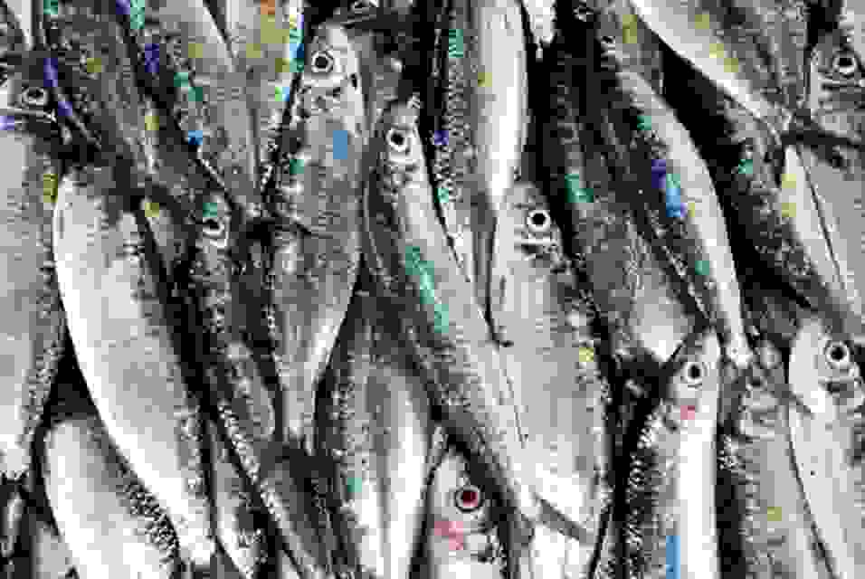 Mackeral, Sardine & Tuna (Most Species Available)