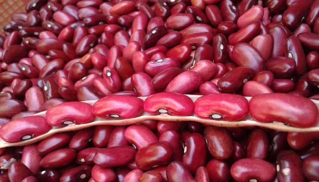 Premium Red Kidney Beans - Wholesale Agro Supplier
