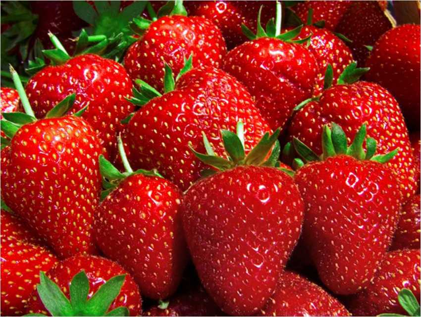 Peru's Finest Fresh Strawberries - Premium Quality Fruit