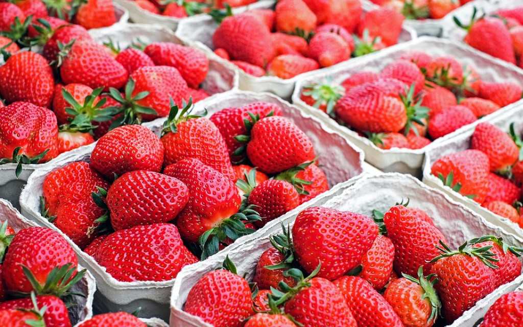 Peru's Finest Fresh Strawberries - Premium Quality Fruit