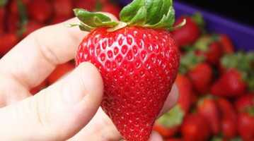 Strawberry Fresh / Fresh Strawberry Fruit From Peru