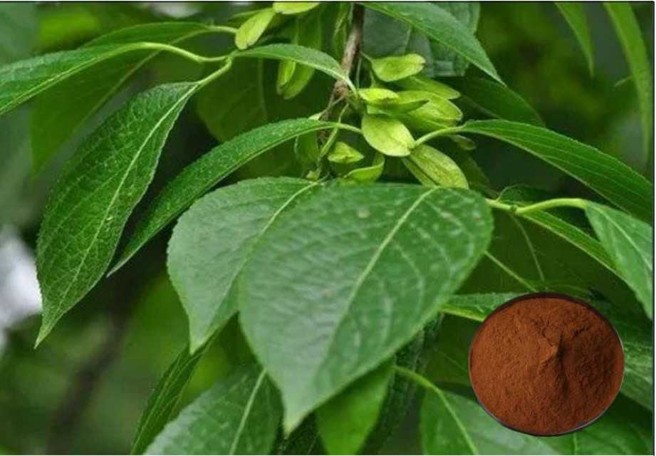 Pure Eucommia Extract: 25% Chlorogenic Acid - Plant Herbal Extract