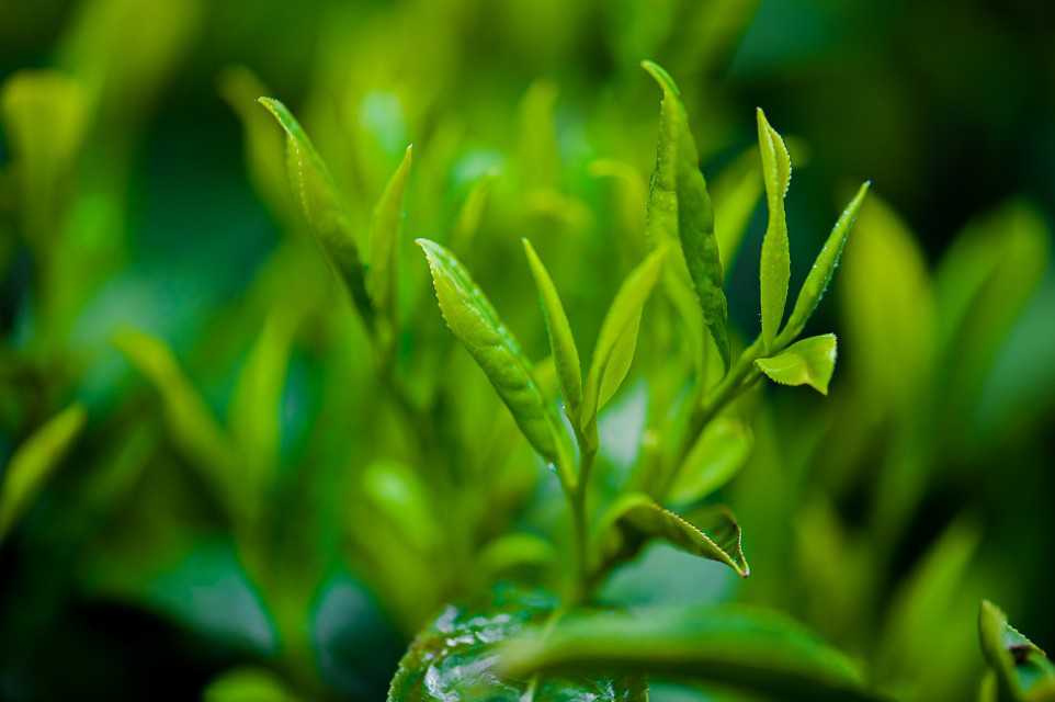 Green Tea Extract (40% Tea Polyphenols)