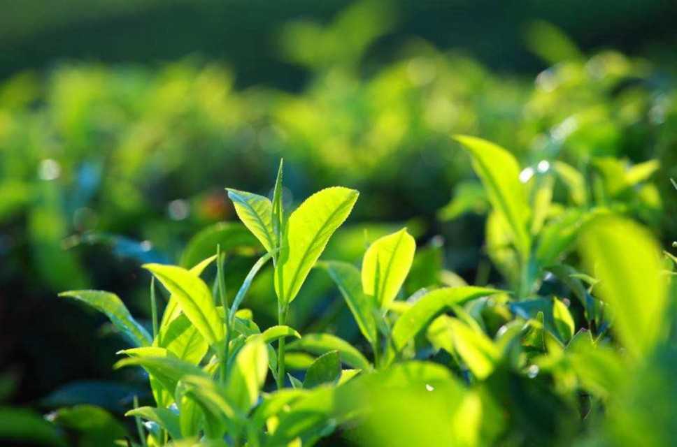 Green Tea Extract (50% Tea Polyphenols)