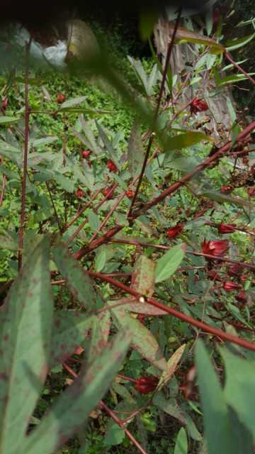 Hibiscus Leaves: Wholesale Supply from Egypt
